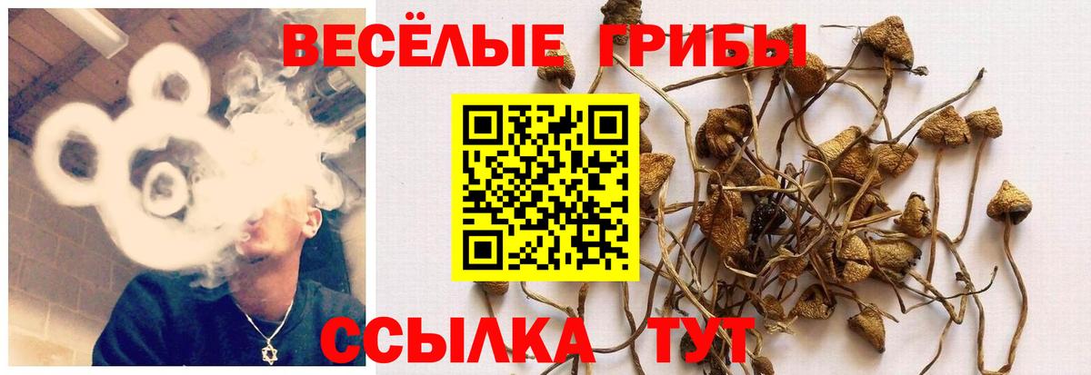 Галлюциногенные грибы Cubensis Шарыпово